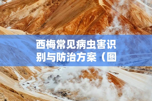 西梅常见病虫害识别与防治方案(图谱) 西梅常见病虫害识别与防治方案(图谱)