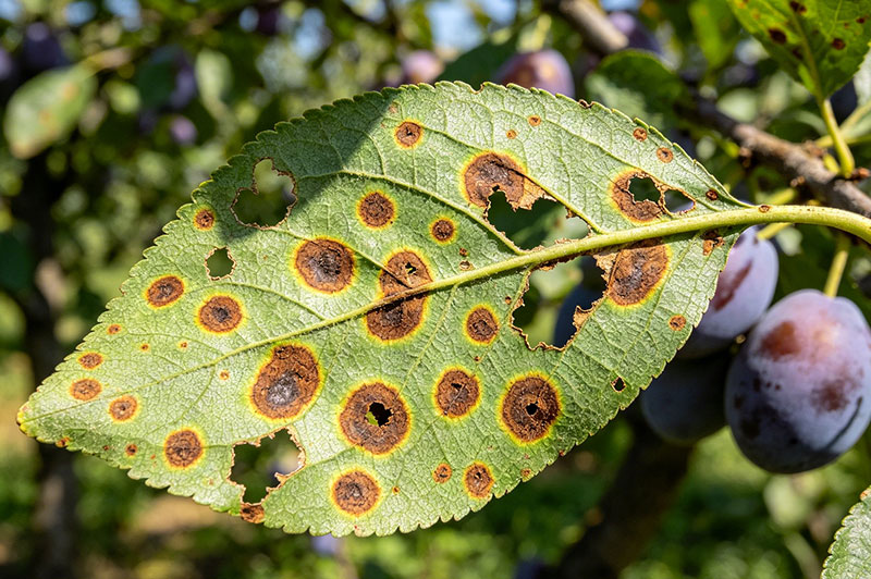 西梅细菌性穿孔病 西梅细菌性穿孔病