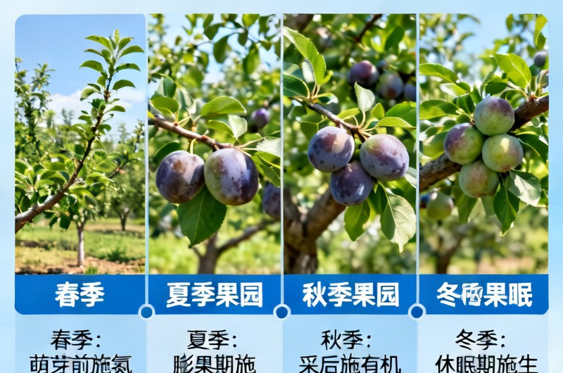 二、西梅施肥年历