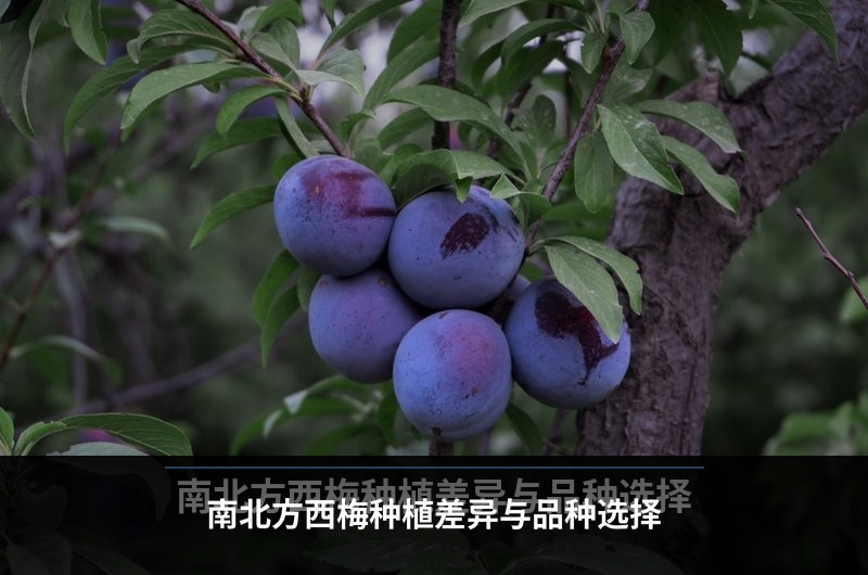 南北方西梅种植差异与品种选择