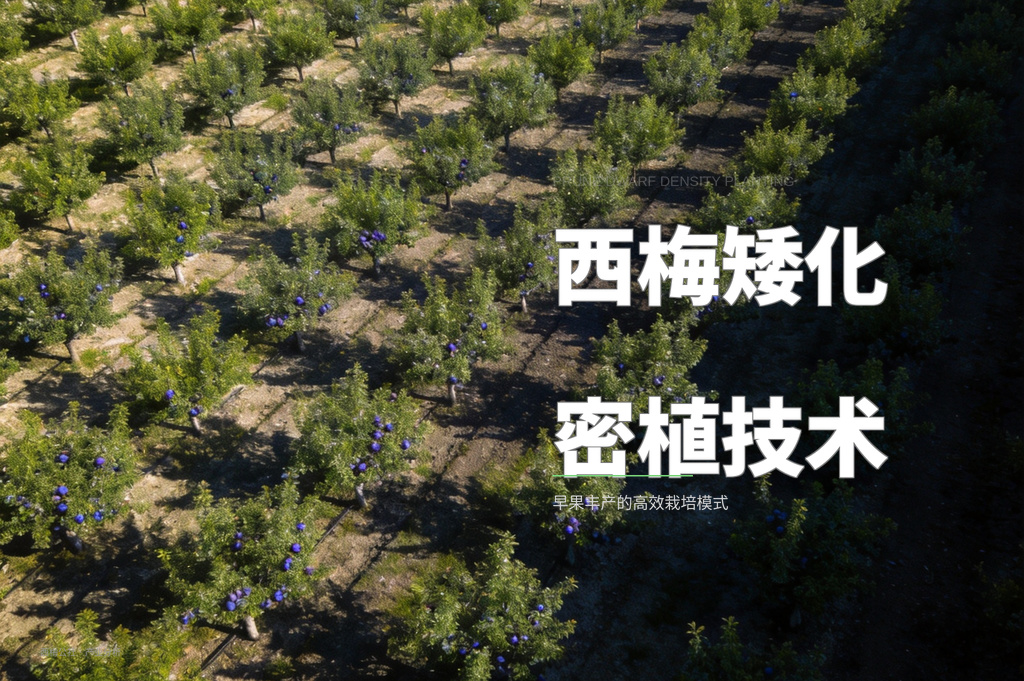 西梅矮化密植技术：早果丰产的高效栽培模式
