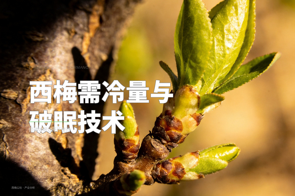 西梅需冷量与破眠技术 - 配图