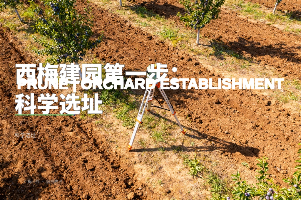 西梅建园全流程：选址、整地、定植一步到位