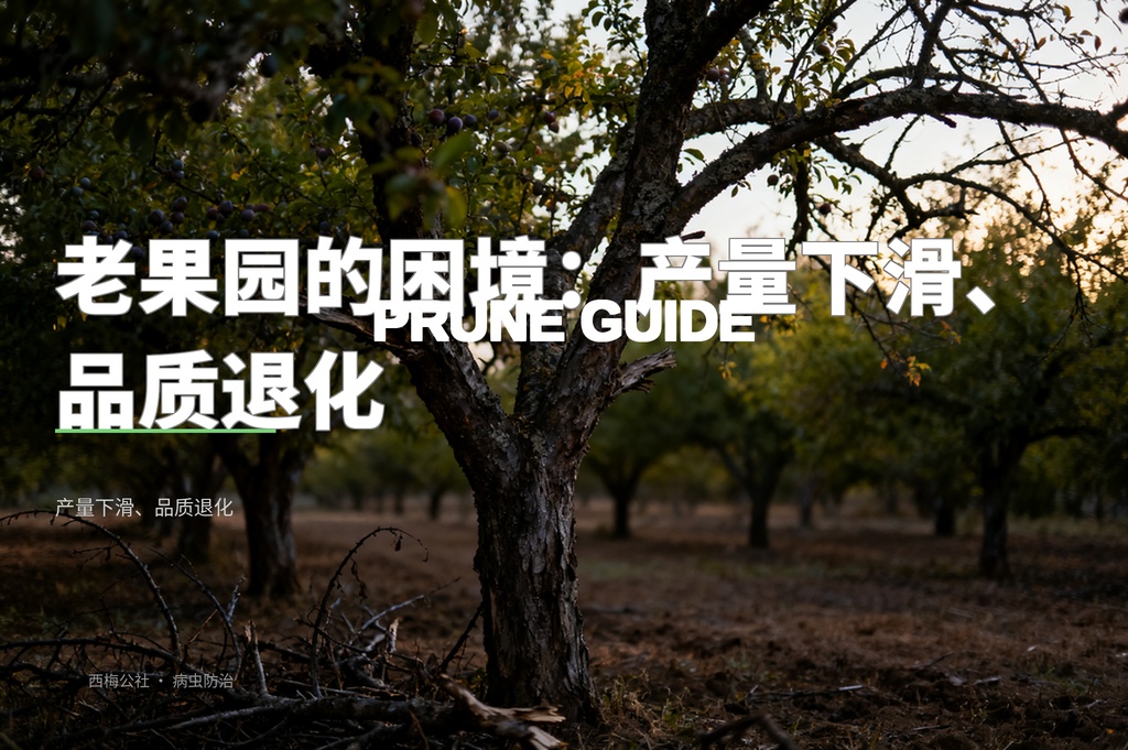西梅老树更新复壮：20年老果园如何重焕生机