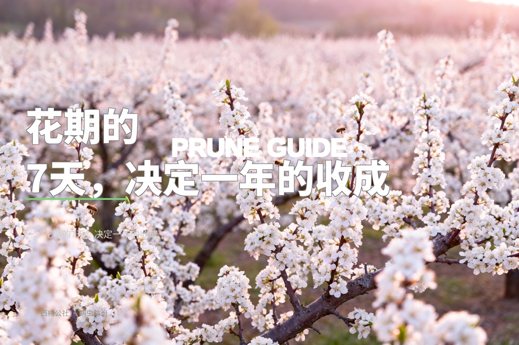 西梅花期管理全攻略：保花保果的关键7天