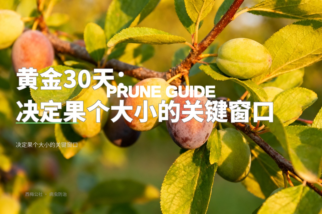 西梅果实膨大期管理：决定果个大小的黄金30天
