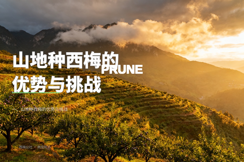 西梅山地建园技术：坡地果园的水土保持方案