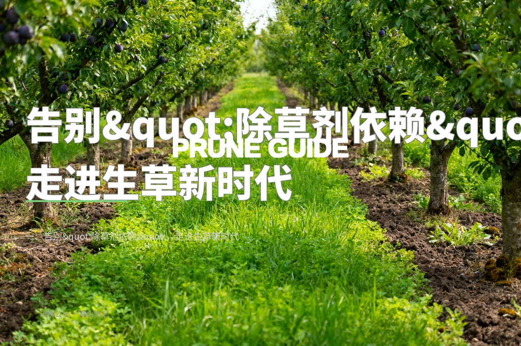 西梅园区生草栽培：以草治草的生态管理法