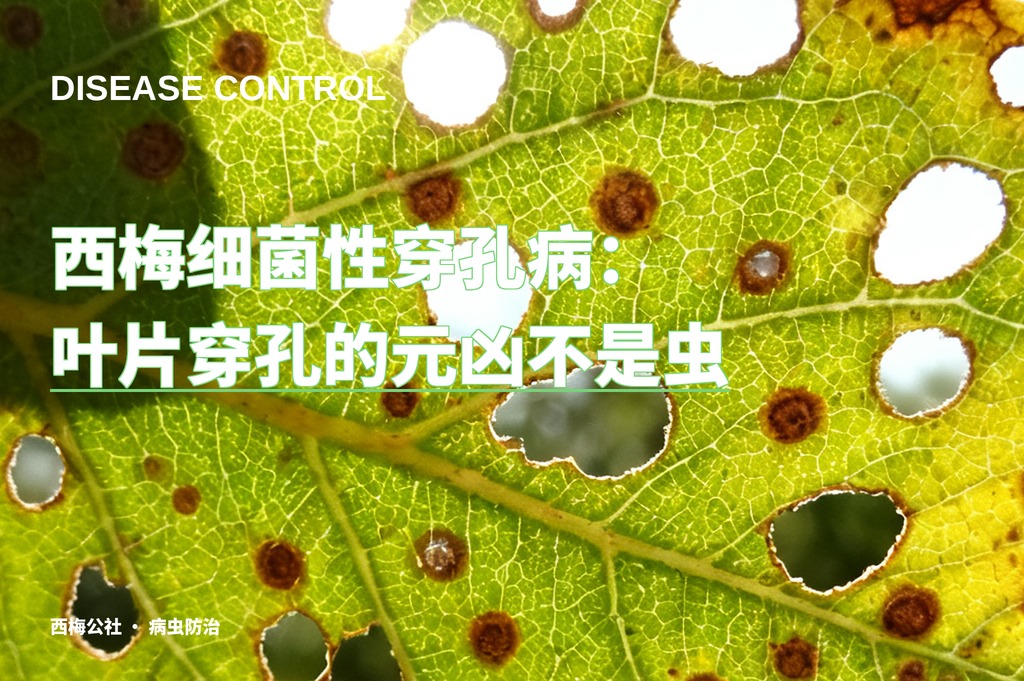 西梅细菌性穿孔病：叶片穿孔的元凶不是虫