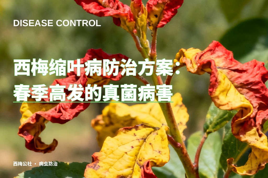 西梅缩叶病防治方案：春季高发的真菌病害