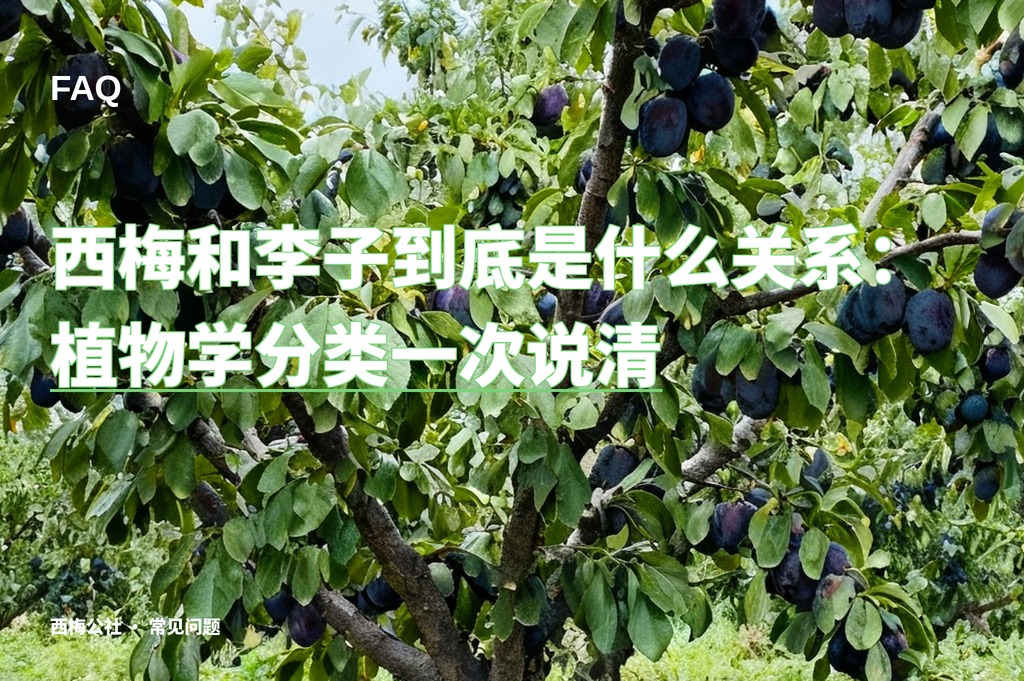 西梅和李子到底是什么关系：植物学分类一次说清