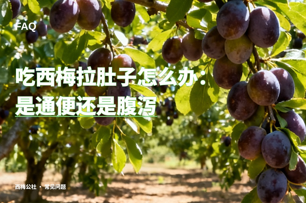 吃西梅拉肚子怎么办：是通便还是腹泻