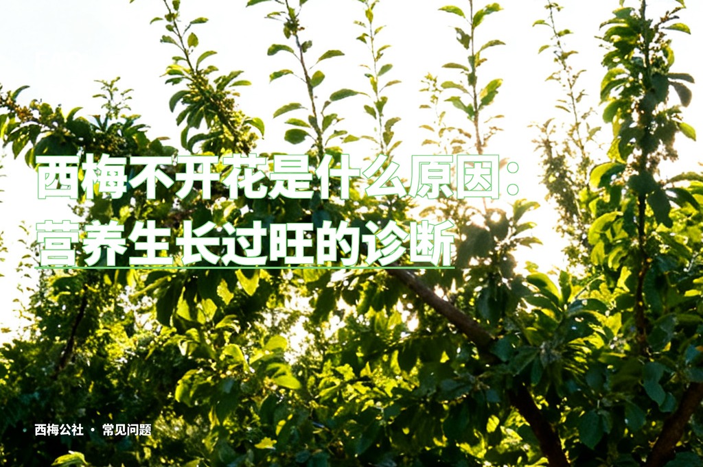 西梅不开花是什么原因：营养生长过旺的诊断