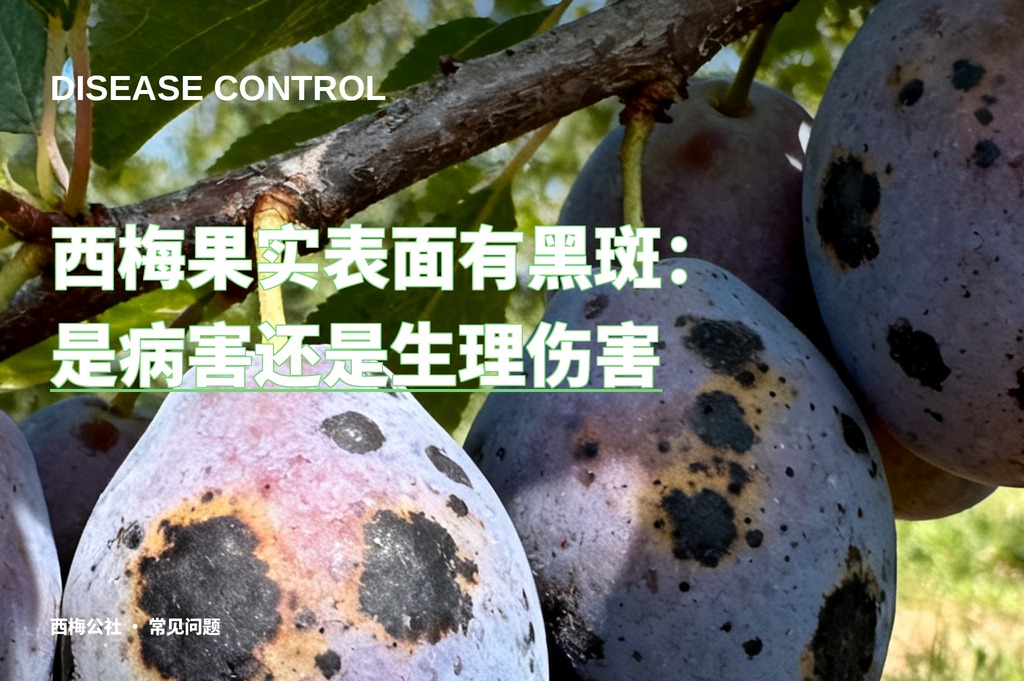 西梅果实表面有黑斑：是病害还是生理伤害