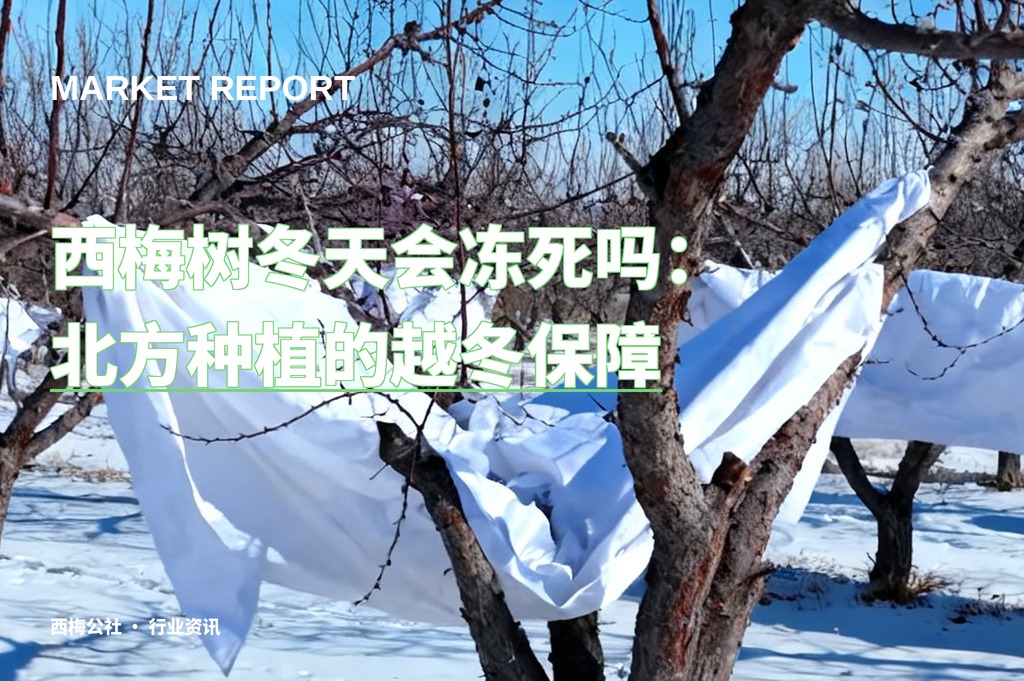 西梅树冬天会冻死吗：北方种植的越冬保障