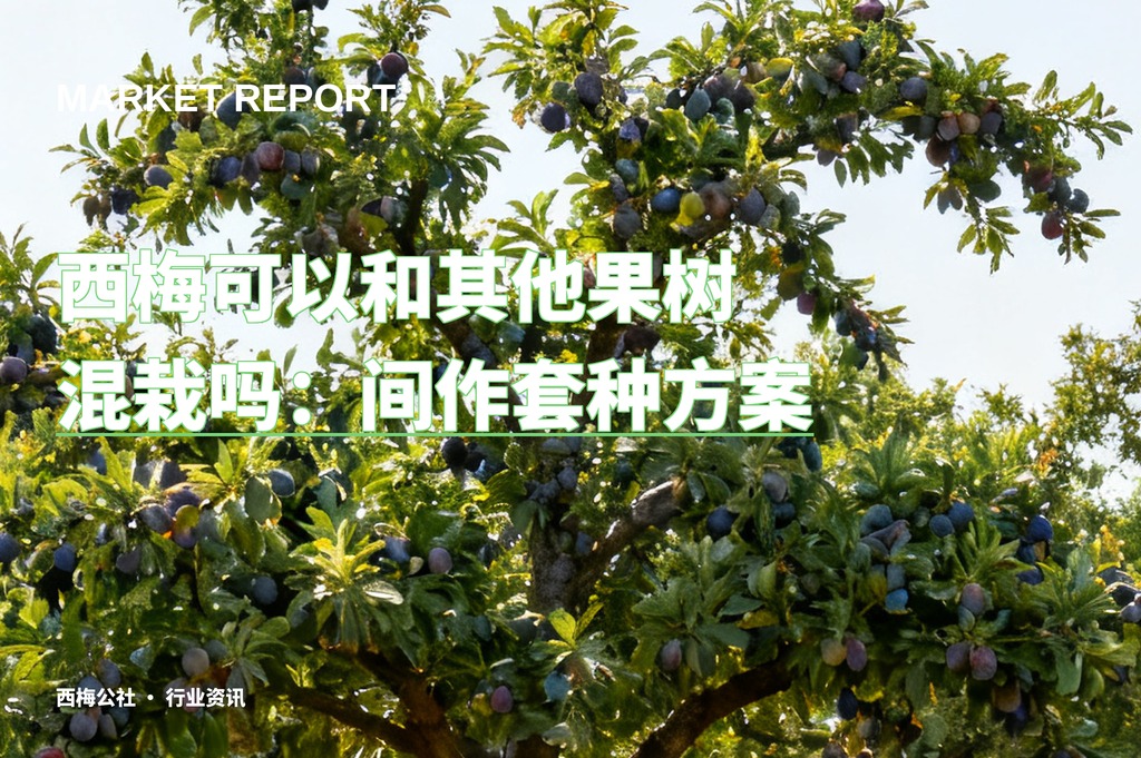 西梅可以和其他果树混栽吗：间作套种方案