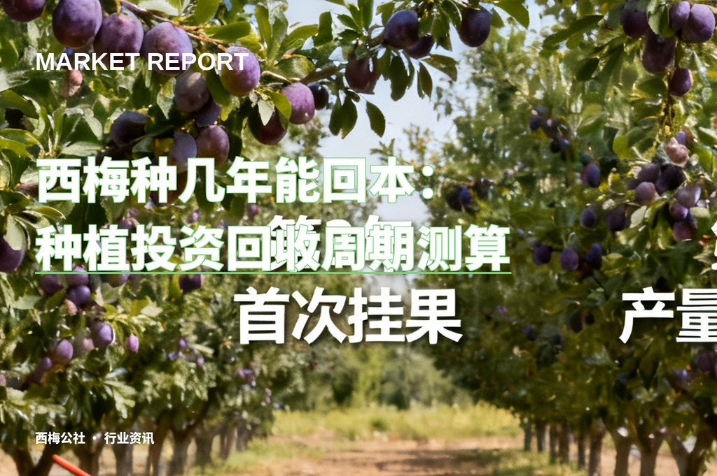 西梅种几年能回本：种植投资回收周期测算