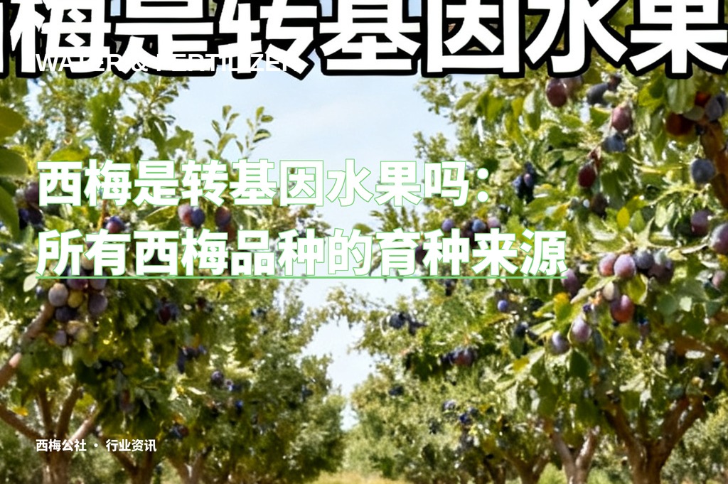 西梅是转基因水果吗：所有西梅品种的育种来源