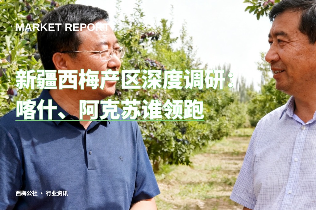新疆西梅产区深度调研：喀什、阿克苏谁领跑