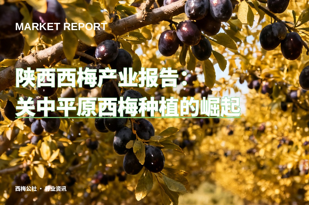 陕西西梅产业报告：关中平原西梅种植的崛起