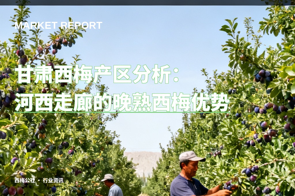 甘肃西梅产区分析：河西走廊的晚熟西梅优势