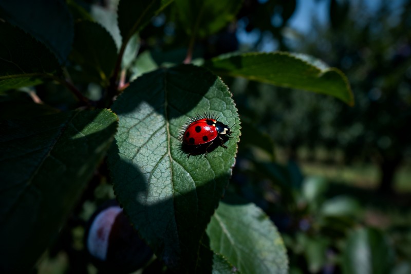西梅园生物防治体系构建：以虫治虫的绿色方案