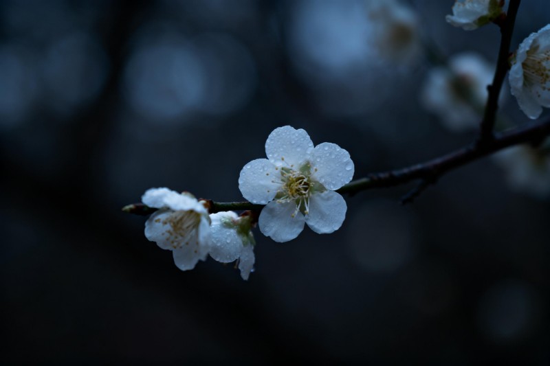 西梅花期管理全攻略：保花保果提高坐果率