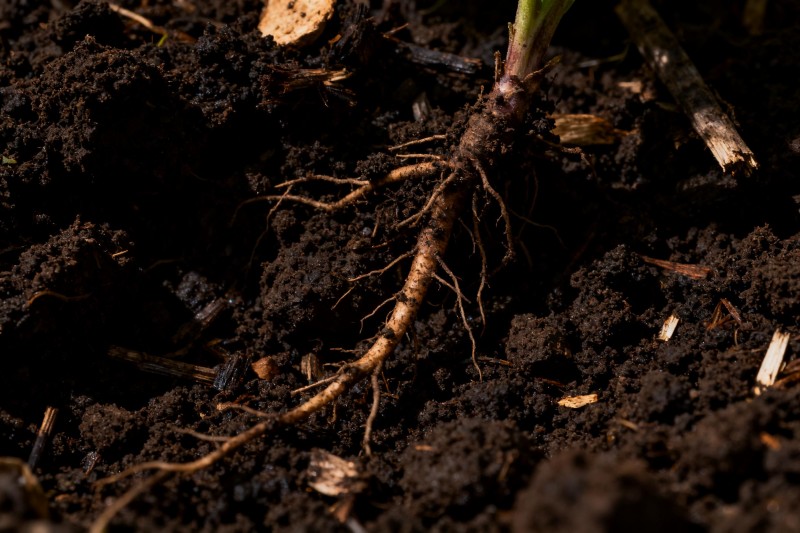 西梅微生物菌肥应用指南：改善根系环境的生物方案